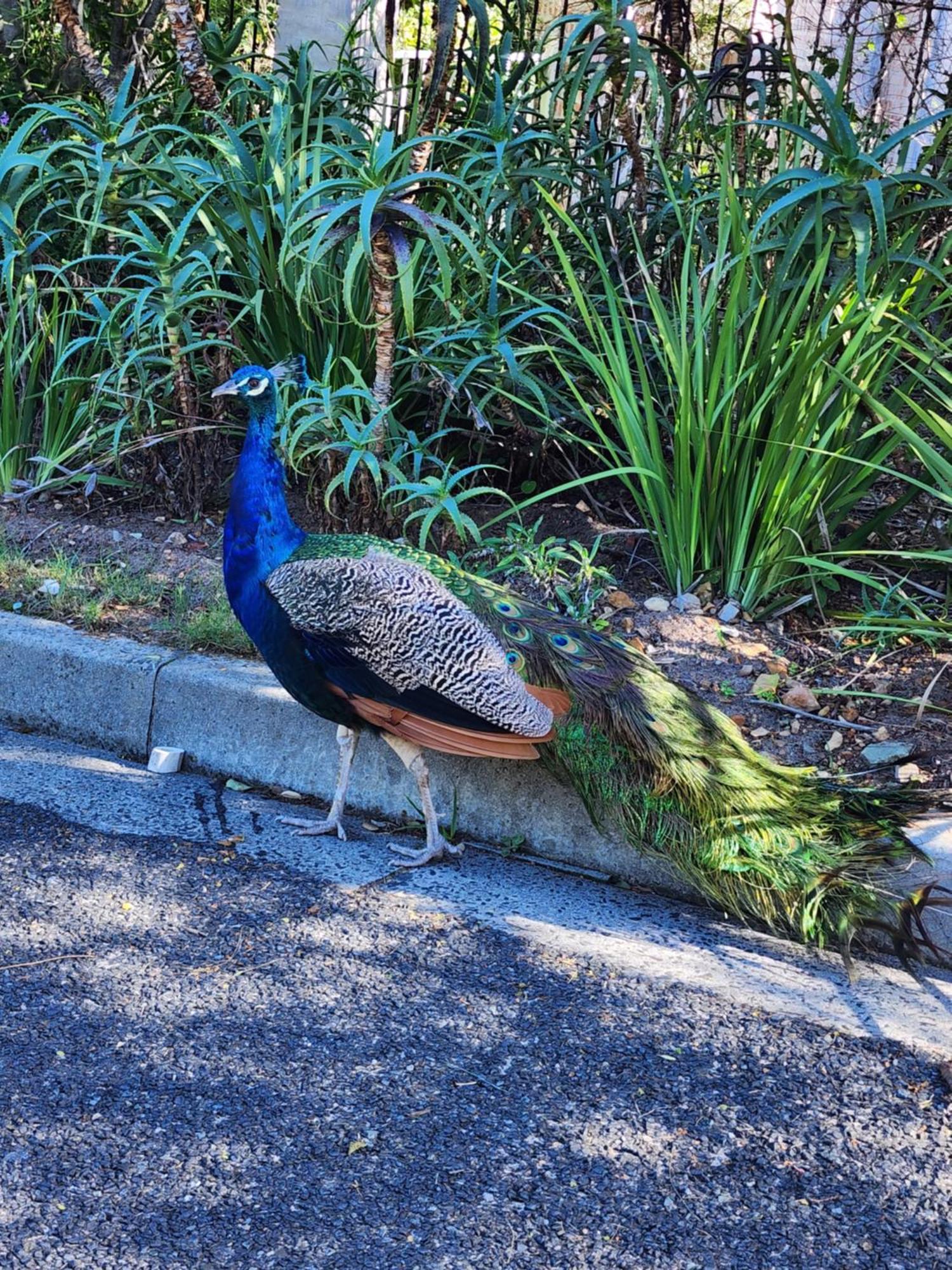 Simonʼs Town Boulders Blue Bed And Breakfast מראה חיצוני תמונה