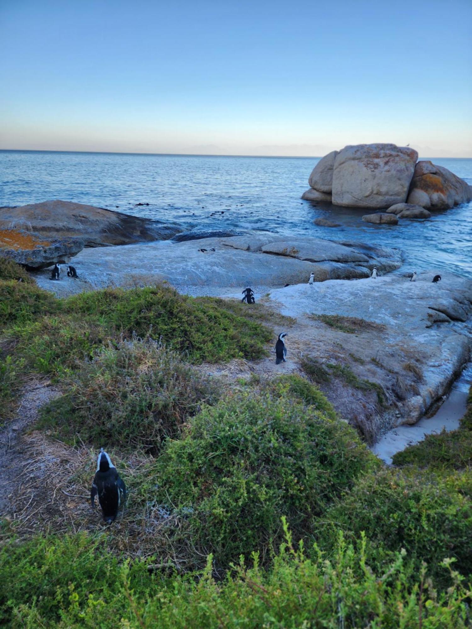 Simonʼs Town Boulders Blue Bed And Breakfast מראה חיצוני תמונה