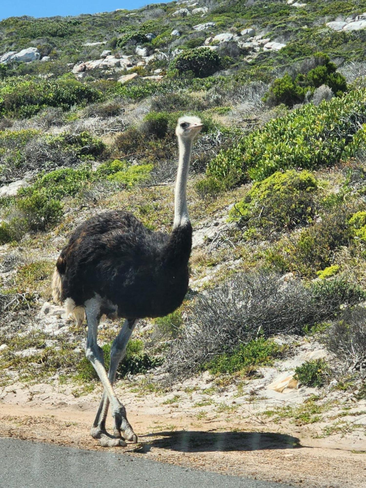 Simonʼs Town Boulders Blue Bed And Breakfast מראה חיצוני תמונה
