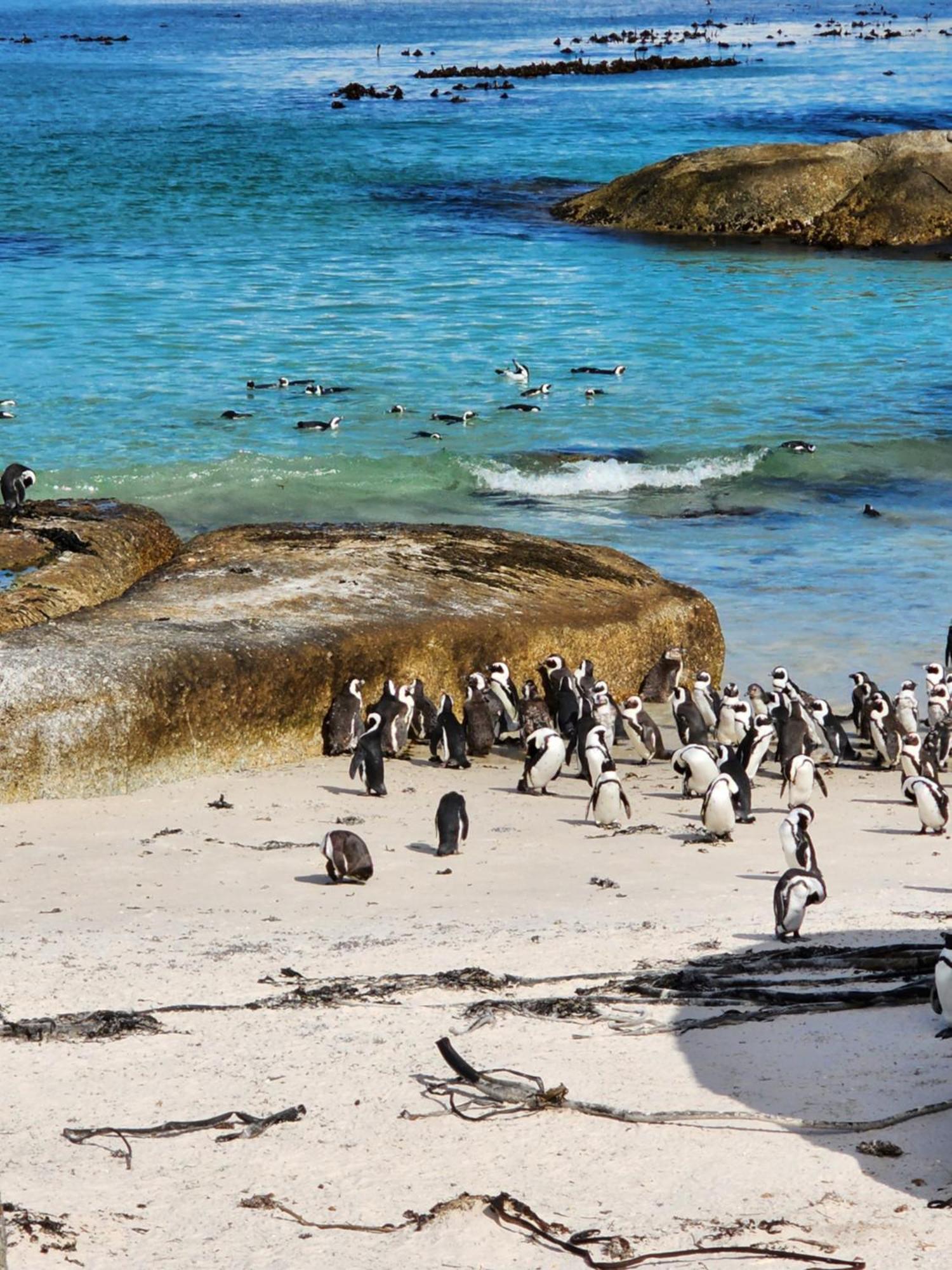 Simonʼs Town Boulders Blue Bed And Breakfast מראה חיצוני תמונה