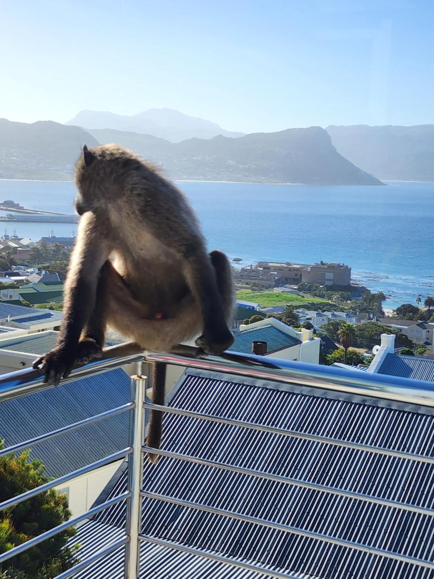 Simonʼs Town Boulders Blue Bed And Breakfast מראה חיצוני תמונה