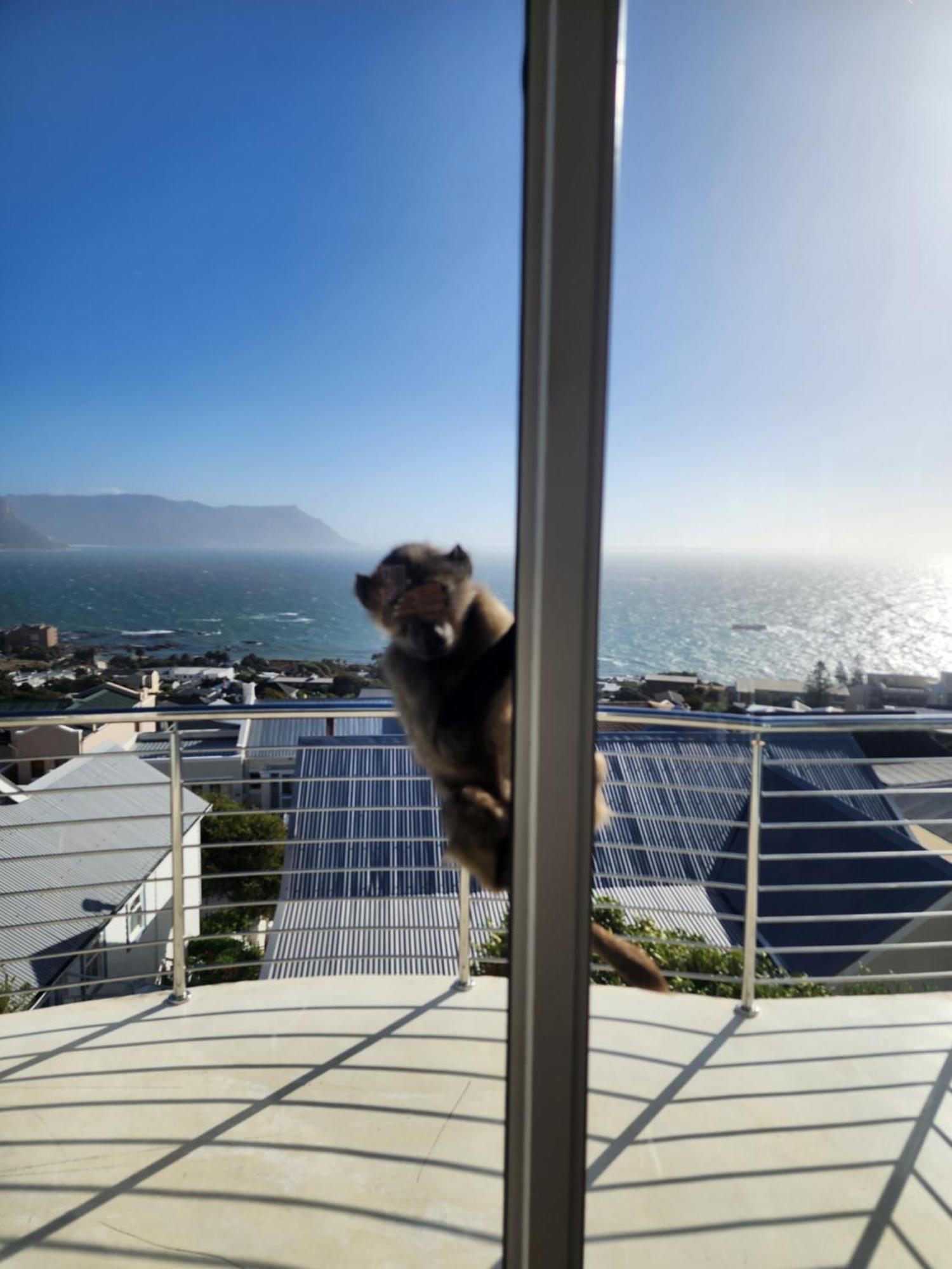 Simonʼs Town Boulders Blue Bed And Breakfast מראה חיצוני תמונה